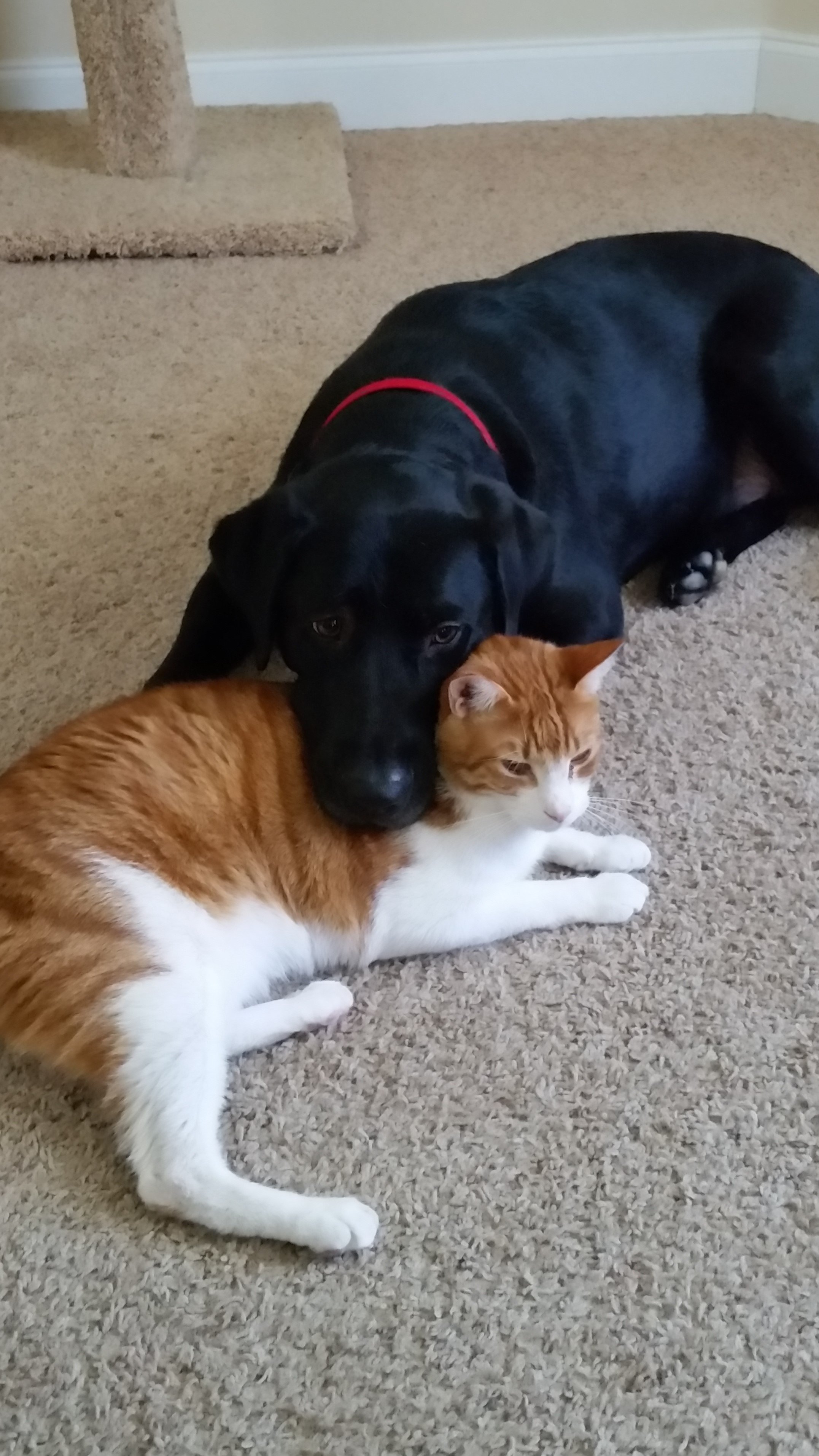 Brody and Scottie.jpg